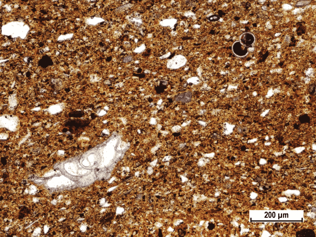 Opaque mineral (black) filled thin shelled globigerinoida (in upper right corner) in Fažana amphora (Polarizing microscopic image, amphora sample Fažana-62).