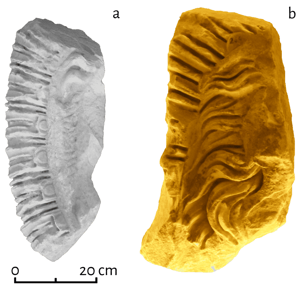 Frammenti di clipei attribuibili a protomi di Medusa: a. Peña 2018, 172; b. foto autore (conservato presso il Museu Diocesà di Tarragona).