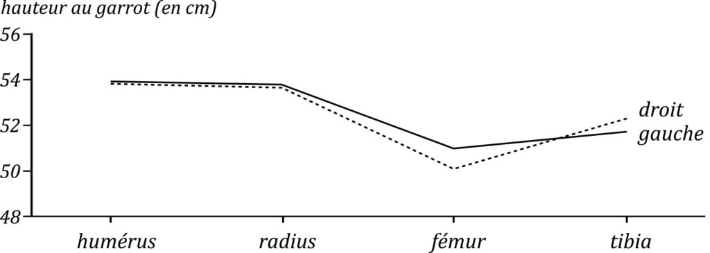 Longueur relative des os des membres du chien augustéen de la place Abbé Larue comparées à l'aide de l'estimation des hauteurs au garrot (coefficients de Harcourt 1974).