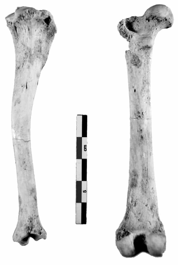 Os longs du chien de Genas (Rhône) : tibia droit en vue postérieure externe et fémur gauche en vue postérieure (échelle 1/1 ; cliché Th. Argant 2012).