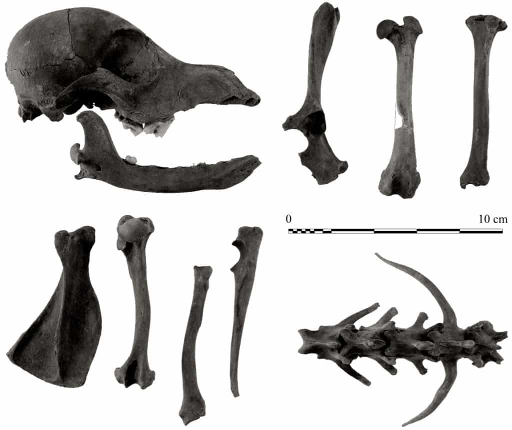 Différents ossements du squelette du chien de l'US 314, montrant les caractéristiques de l'animal : crâne et mandibule gauche ; os coxal, fémur et tibia gauches ; scapula, humérus, radius et ulna gauches ; série de vertèbres (échelle 1/2 ; clichés T. Argant, 2015).