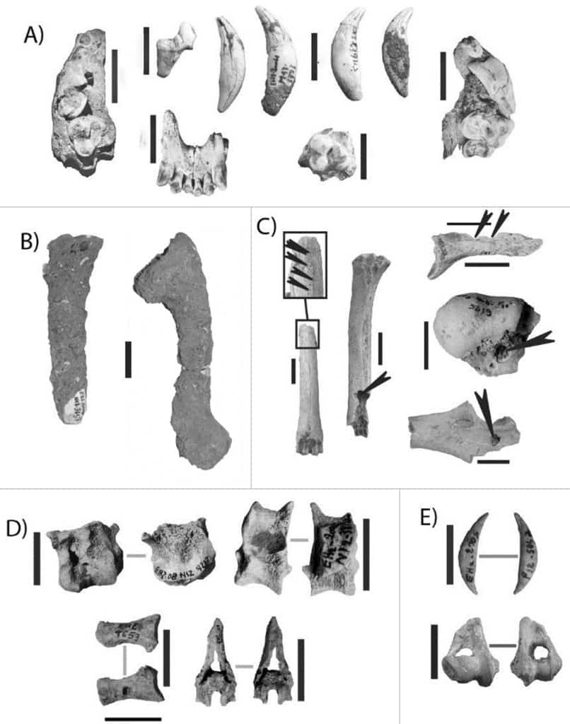 Exemple de restes fauniques de la Grotte d’El Harhoura 2 : a. Restes de grand Canidé, b. restes de Gazelle encroûtés, c. restes de Gazelle avec des traces de dents, d. restes de Gazelle semi-digérés, e. Restes de petit Canidé semi-digérés, échelles : 2 cm (Campmas et al. 2017).