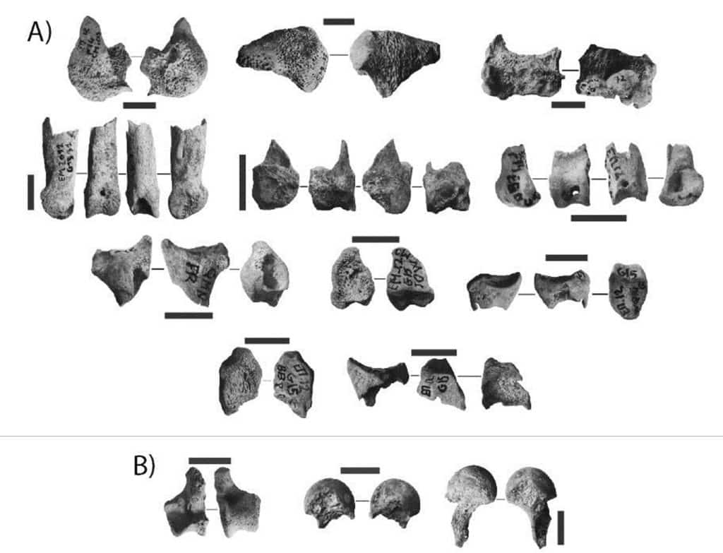 Exemple de restes osseux semi-digérés de la Grotte d’El Mnasra (US 4) : a. de Gazelles, b. de petits Canidés, échelles : 1 cm (Campmas et al. 2015).