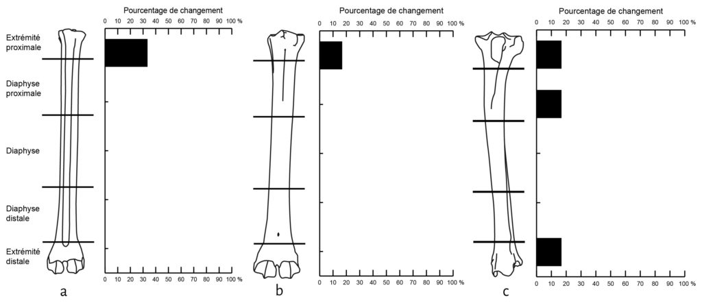 Pourcentage de changement par portion pour chaque os de mouton (Ovis aries) de la cellule 2. Le MNE d’origine est de 6 pour toutes les portions, exception faite de la partie proximale du métatarsien où le NME est de 9.
