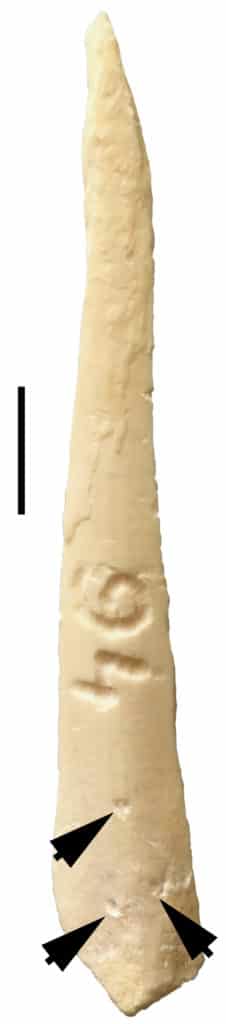 Fragment de diaphyse de tibia de mouton portant des traces de dents (enfoncements).