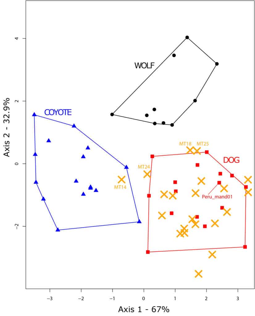 Linear discriminant analysis on shape. The position of the archaeological specimens was calculated using a predictive linear discriminant analysis.