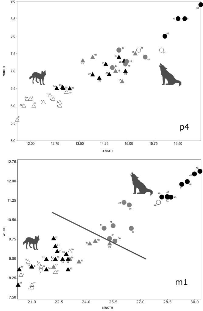 Length and width of p4 and m1 of Iberian fossil dholes, Asian extant dholes, fossil wolves from the Iberian Peninsula and France, and Iberian extant wolves.