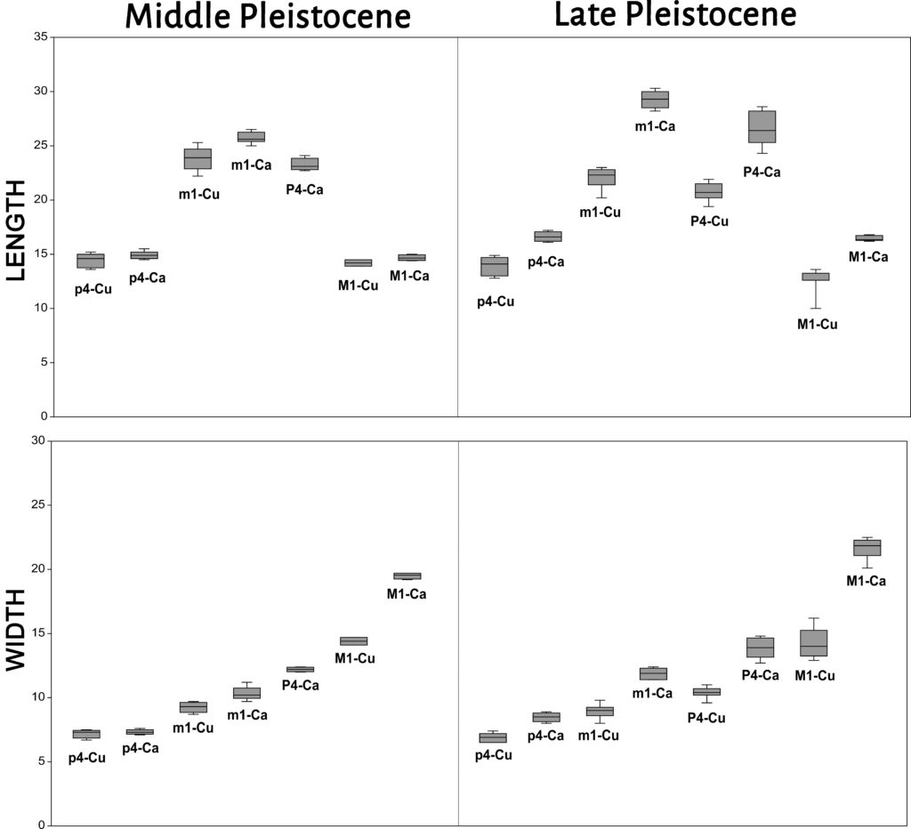 Comparative box plot between genera (Cuon/Canis) of the dimensions (length and width of Middle and Late Pleistocene fossil remains) of p4, m1, P4 and M1. Based on the metric data from figures 2 and 4.