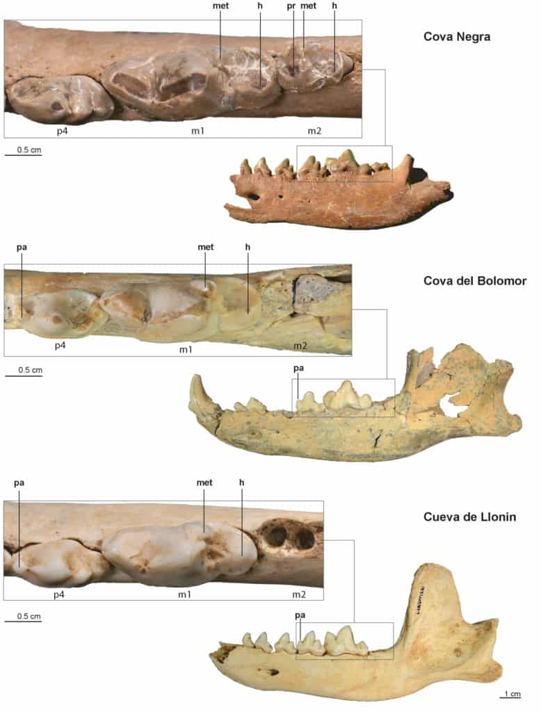 Dhole hemimandibles (complete labial view and enlarged occlusal view of p4, m1 and m2) from Pleistocene sites in the Iberian Peninsula:  Cova Negra, Cova del Bolomor and Cueva de Llonin. Main cusps of the teeth: paraconid (pa), protoconid (pr), metaconid (met) and hypoconid (h).