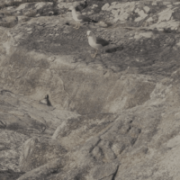 Plage de Marin © A. Padilla Domene.