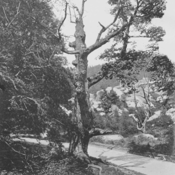 La descente de Sully (Fontainebleau) », <em>À la France : sites et monuments. Autour de Paris (Seine-et-Oise, Seine-et-Marne, Oise)</em>, 1902, p. 54. Source : <a class="hyperlink" href="https://gallica.bnf.fr/ark:/12148/bpt6k6490962v/f60.item">Gallica BnF</a>.