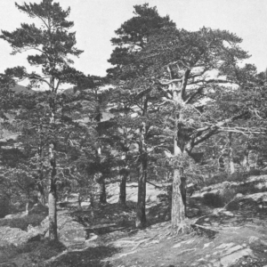 « Le chemin du lac de Gaube », <em>À la France : sites et monuments. Gascogne et Pyrénées-Orientales (Basses-Pyrénées, Hautes-Pyrénées, Landes)</em>, 1903, p. 76. Source : <a class="hyperlink" href="https://gallica.bnf.fr/ark:/12148/bpt6k6494037x/f84.item">Gallica BnF</a>.