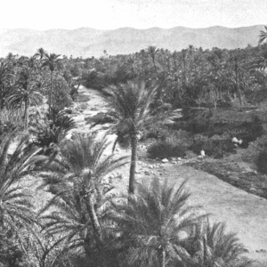 « L’oued, à El-Kantara », <em>À la France : sites et monuments. Algérie (Alger, Constantine, Oran)</em>, 1902, p. 140. Source : <a class="hyperlink" href="https://gallica.bnf.fr/ark:/12148/bpt6k6491911v/f150.item">Gallica BnF</a>.