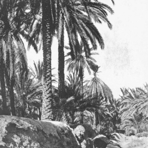 O. Reclus, « Dans l’oasis de Gabès », <em>À la France : sites et monuments. Tunisie (Tunis, environs de Tunis, Tunisie septentrionale et Kroumirie, Sousse et Tunisie centrale, Sfax, de Gafsa au Djérid, Gabès et Sud Tunisien, île de Djerba)</em>, 1902, p. 109. Source : <a class="hyperlink" href="https://gallica.bnf.fr/ark:/12148/bpt6k64921189/f115.item">Gallica BnF</a>.