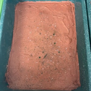 Leçons de chausses, performance de Gérard Hauray, puis mise en culture des captations de poussières