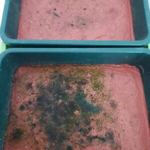 Leçons de chausses, performance de Gérard Hauray, puis mise en culture des captations de poussières